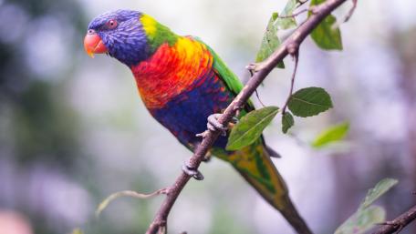 Colorful Parrot on a Branch wallpaper