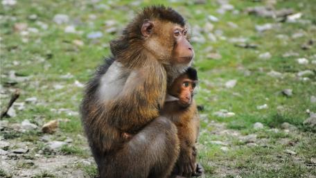 Gentle Embrace of a Mother Monkey wallpaper