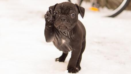 Playful Black Puppy in Snowy Wonderland wallpaper