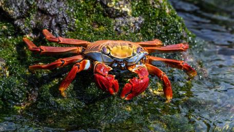 Colorful Crab Amidst Rocky Shoreline wallpaper