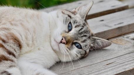 Charming Cat Relaxing on Wooden Surface wallpaper