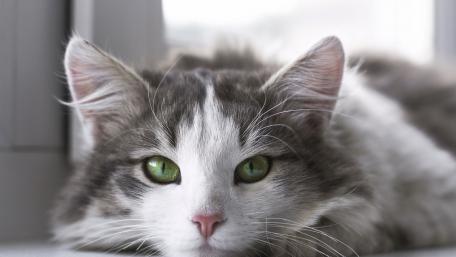 Charming Cat with Striking Green Eyes wallpaper