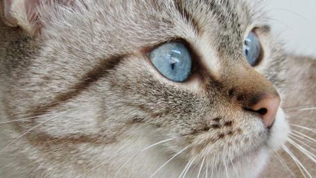 Majestic Cat with Striking Blue Eyes wallpaper