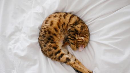 Cozy Cat on Soft Bedding wallpaper