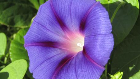 Vibrant Purple Morning Glory Flower Wallpaper wallpaper