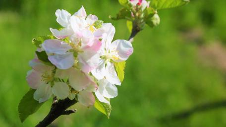 Blossoming Spring Flowers in Nature's Embrace wallpaper