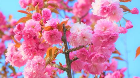 Spring Blossom Elegance in Pink Shades wallpaper