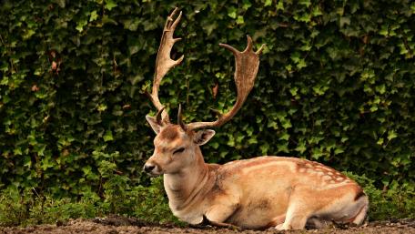 Majestic Deer Resting in Nature's Embrace wallpaper