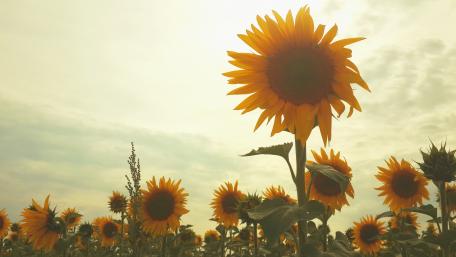 flowers wallpaper