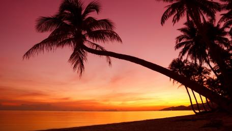 Serene Sunset over Palm Trees wallpaper