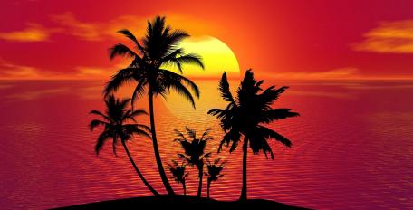 Burning Sunset with Silhouetted Palm Trees wallpaper