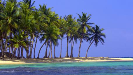 Tropical Paradise with Palm Trees by the Sea wallpaper