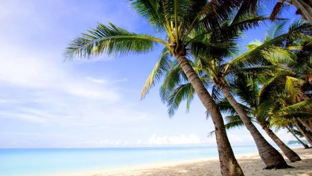 Tropical Paradise with Palm Trees wallpaper