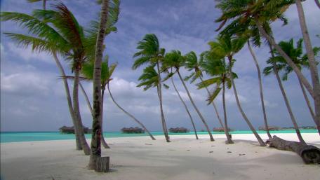 Palm Trees Swaying in Gentle Breeze wallpaper