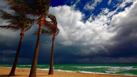 Windswept Palms on a Stormy Beach wallpaper