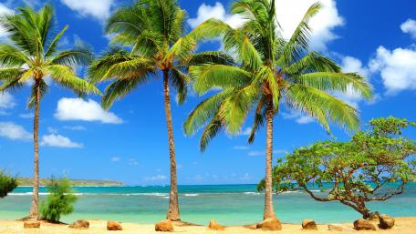 Tropical Serenity on a Sunlit Shore wallpaper