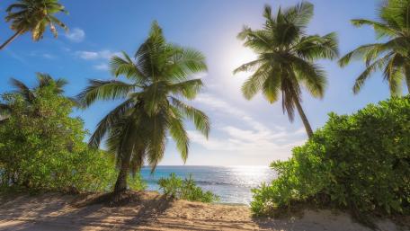 Tropical Paradise Under the Sunlight wallpaper