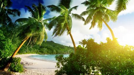 Tropical Paradise Under Sunlit Palms wallpaper