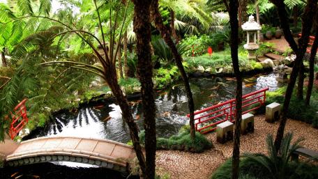Serene Beauty of a Japanese Garden wallpaper
