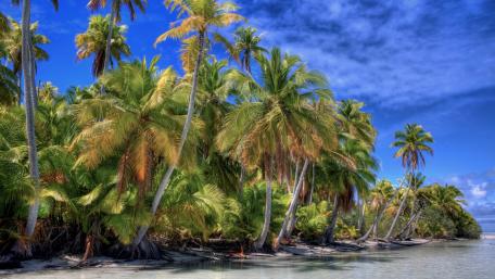 Tropical Paradise with Palm Trees Under Blue Sky wallpaper
