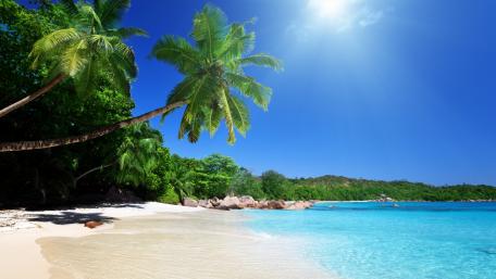 Tropical Bliss with Palm Trees and Blue Skies wallpaper