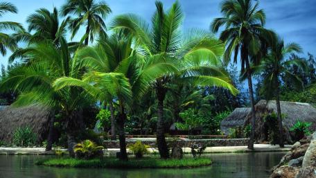 Tropical Paradise with Palms and Pond wallpaper