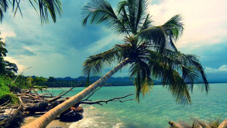 Tranquil Palm Tree by the Sea View wallpaper