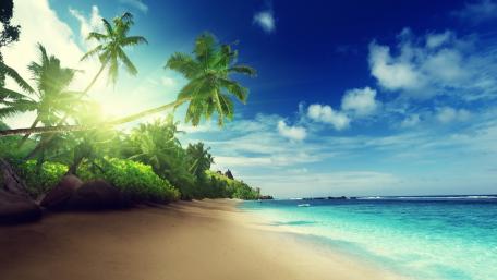 Tropical Serenity on a Sandy Beach wallpaper