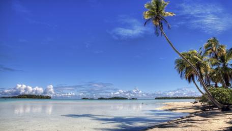 Tropical Paradise by the Sea with Palm Trees wallpaper