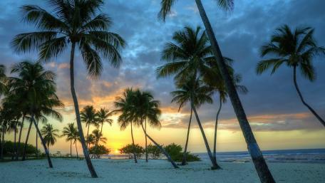 Tropical Sunset with Palms and Ocean Breeze wallpaper