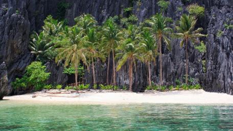 Tranquil Palm Oasis by the Shore wallpaper