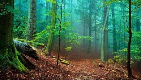 Mystical Path Through the Enchanted Forest wallpaper
