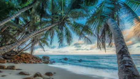 Tropical Serenity by the Sea wallpaper