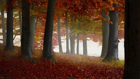 Autumn Serenity in a Forest Scene wallpaper