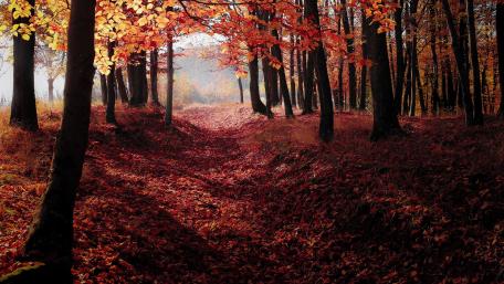Autumn Serenity in the Forest Trail wallpaper