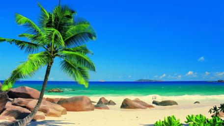 Tropical Bliss by the Shore wallpaper