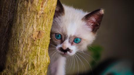 Curious Kitten with Stunning Blue Eyes wallpaper