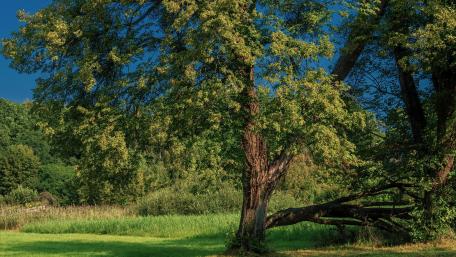 Lush Green Serenity in Nature wallpaper