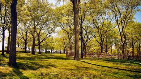 Serene Summer Forest Glade wallpaper