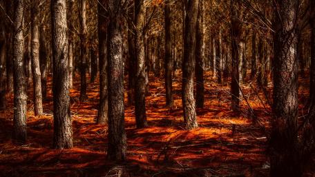Autumn's Enchanted Forest Glow wallpaper