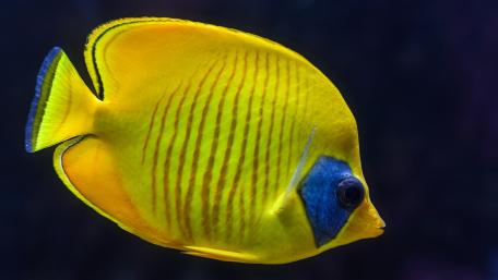 Vibrant Yellow Fish Swimming Gracefully Underwater wallpaper