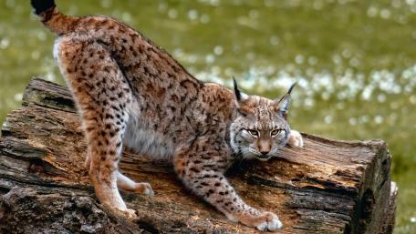 Lynx Stretching on a Tree Trunk wallpaper
