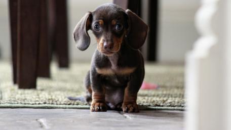 Dachshund puppy wallpaper