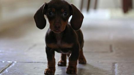 Dachshund puppy wallpaper