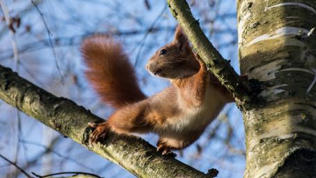 Adorable Squirrel Climbing a Tree Branch wallpaper