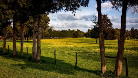 Lush Green Meadow Under Cloudy Sky wallpaper