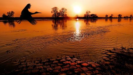 Serene Sunset Over Water with Silhouetted Bird Flight wallpaper