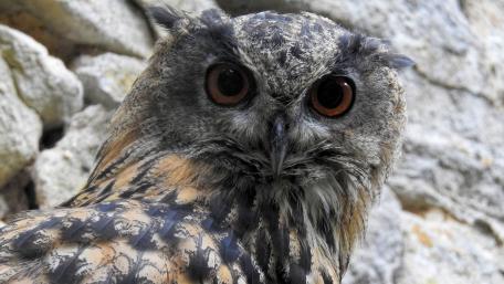Majestic Owl Staring Intently at You wallpaper