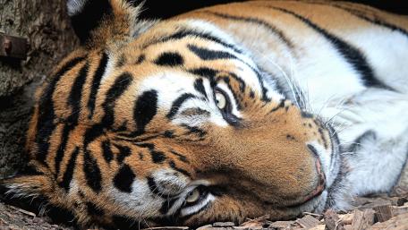 Majestic Tiger Resting in Nature wallpaper