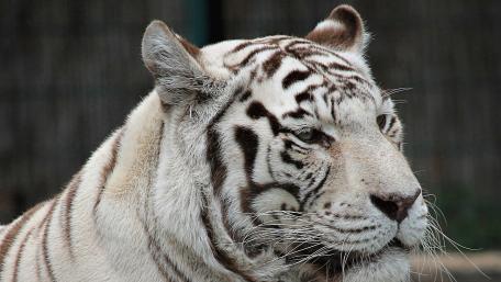 White Bengal Tiger wallpaper